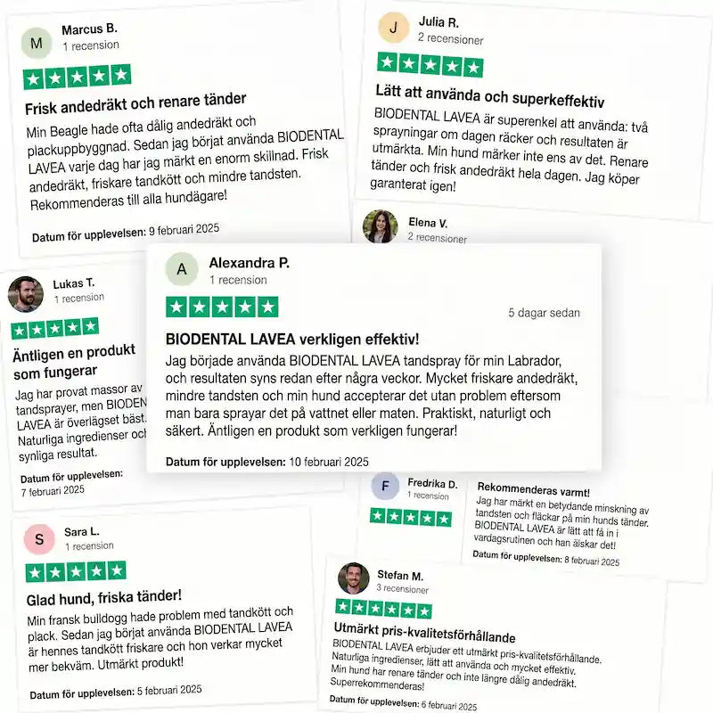 Lavea™ Tandspray – Eliminerar bakterierna som orsakar tandsten och dålig andedräkt hos hundar