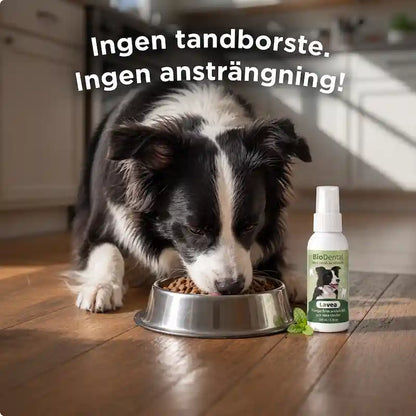 Lavea™ Tandspray – Eliminerar bakterierna som orsakar tandsten och dålig andedräkt hos hundar